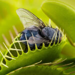 science-discovery:-venus-flytrap-bug-chomping-creates-a-magnetic&hellip;