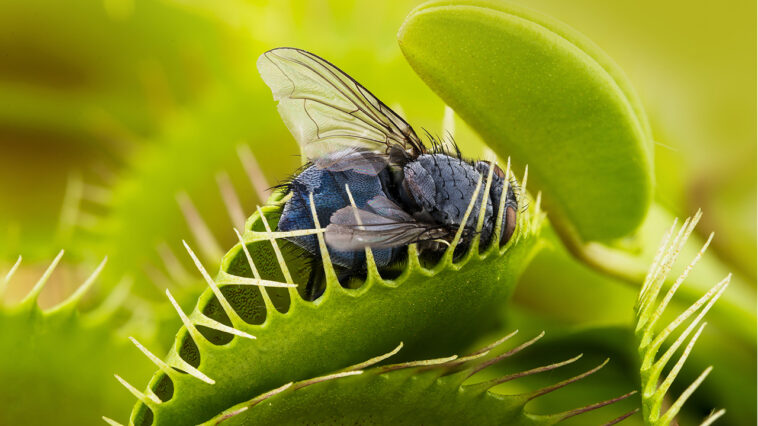 science-discovery:-venus-flytrap-bug-chomping-creates-a-magnetic&hellip;