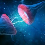 flexible-synapse-strength-may-underpin-mammal-brain’s-complexity