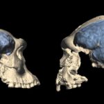 modern-human-brains-evolved-as-far-back-as-1.7&hellip;