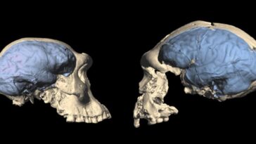 modern-human-brains-evolved-as-far-back-as-1.7…