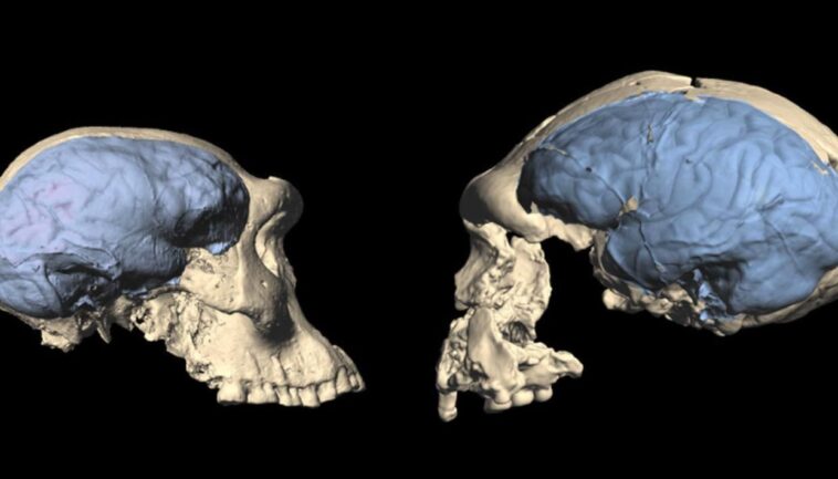 modern-human-brains-evolved-as-far-back-as-1.7&hellip;