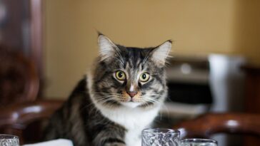 fancy-feast-released-a-cookbook-so-cat-owners-can…