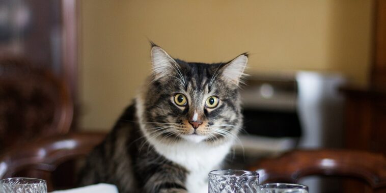 fancy-feast-released-a-cookbook-so-cat-owners-can&hellip;