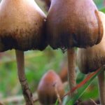 psilocybin-and-depression:-“magic-mushroom”-drug-could-regrow-lost&hellip;
