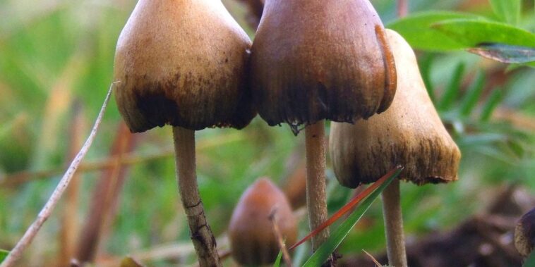 psilocybin-and-depression:-“magic-mushroom”-drug-could-regrow-lost&hellip;