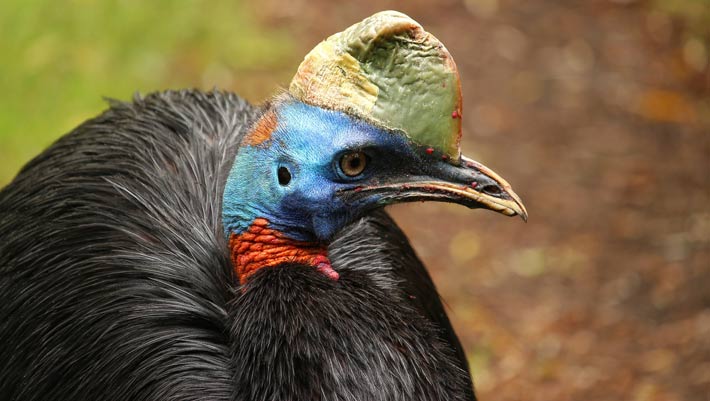 prehistoric-new-guineans-may-have-collected-cassowary-eggs-to&hellip;