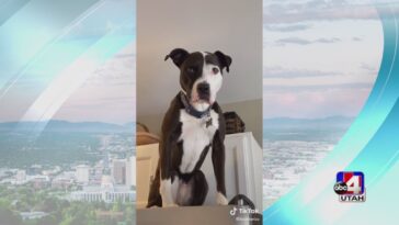 the-dog-who-thinks-he’s-a-cat-and-the…