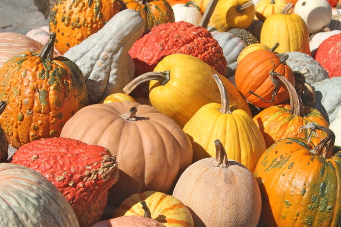 best-pumpkin-recipes-for-cooking,-baking-this-autumn-|&hellip;