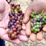 what-to-know-about-growing-wine-grapes-at-home&hellip;