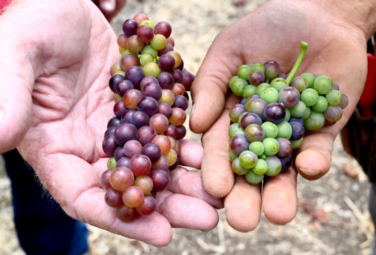 what-to-know-about-growing-wine-grapes-at-home&hellip;