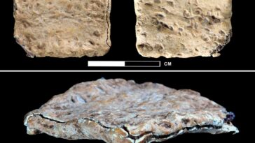 from-west-bank-debris-to-evangelical-hands:-the-shady&hellip;