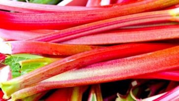 how-to-preserve-rhubarb-|-food-&-country-recipes&hellip;