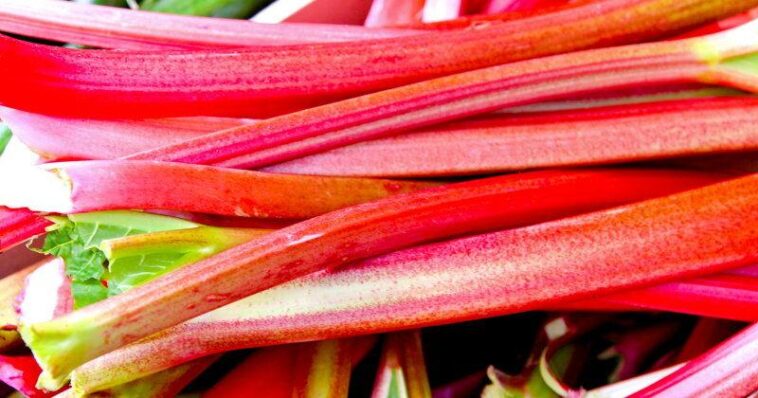 how-to-preserve-rhubarb-|-food-&-country-recipes&hellip;