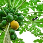 5-easy,-healthy-recipes-using-raw-green-papaya-|&hellip;