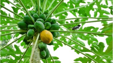 5-easy,-healthy-recipes-using-raw-green-papaya-|…